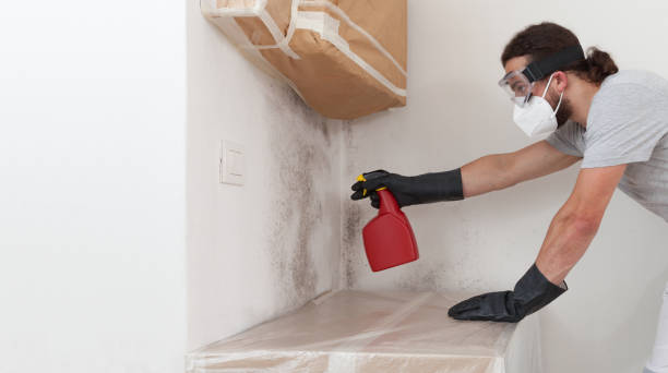 Professional Basement Mold Removal technician working in Seminole, TX