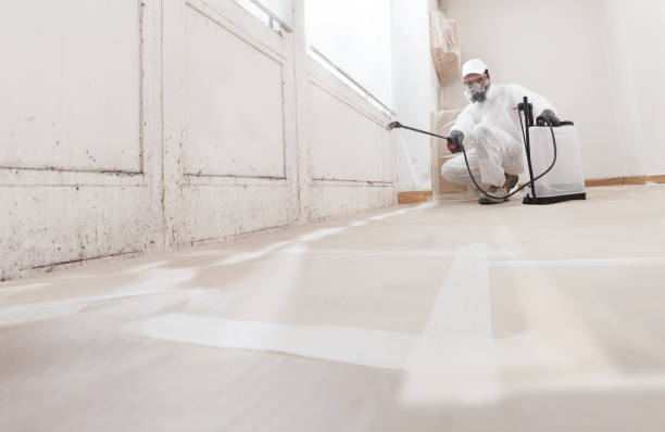 24/7 Emergency Basement Mold Removal experts in Seminole, TX