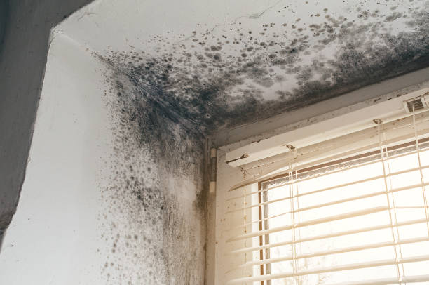 Affordable Basement Mold Removal solutions in Seminole, TX